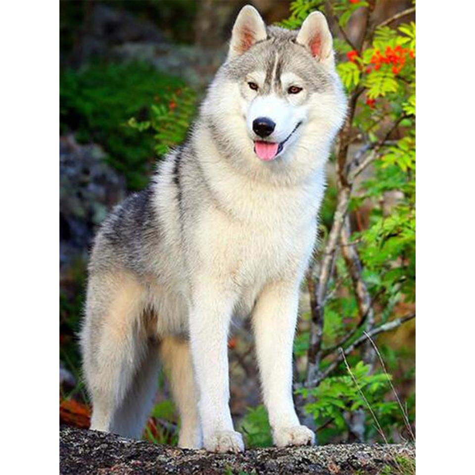 5D DIY Animals Diamond Painting Husky Pictures Full Diamond Embroidery Rhinestone Mosaic Cross Stitch Kit Furniture Decoration