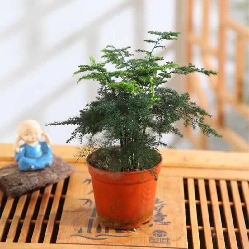Asparagus Fern Hydroponic Bonsai for Indoor Decoration