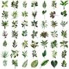50pcs transparent plant leaf series stickers, suitable for faith based designs such as scrapbooks, diaries, laptops, water bottl