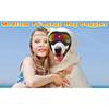 Dog Goggles UV Protection Windproof Dustproof Anti-Fog Dog Sunglasses Large Medium Dogs Lightweight TPE Frame Adjustable Strap