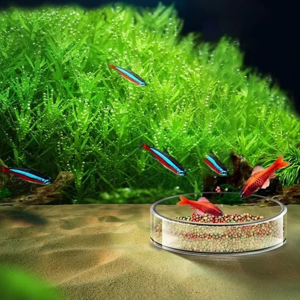 New Glass Aquarium Feeding Bowl Transparent Clear Round Tray Fish Tank Feeder Durable Fish Feeder Tray for Fish Shrimp