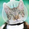 Transparent Breathable Cat Muzzle Anti-Bite Anti Scratch Cat Mask Cover Helmet Cat Grooming Accessories Anti-Licking