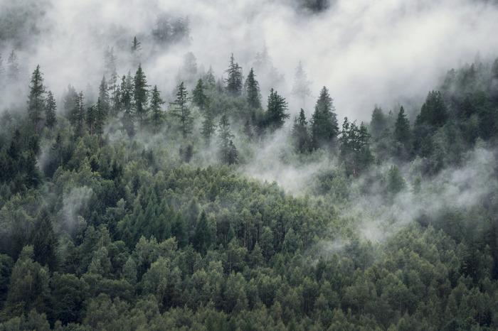 Photomural Forest In The Morning Mist Structural Vinyl 405x270