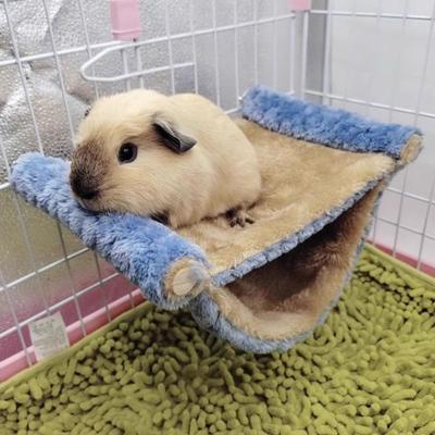 Produse pentru animale – Rozătoare