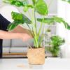 6pcs Climbing Plants Support Clips Alocasia Monstera Plant Support Plants Accessories Leaf Stabilizer Plant Stem Fixation Bracke