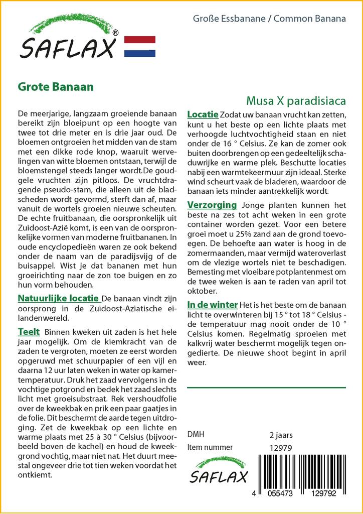 SAFLAX Common Banana - 10 Seeds - Musa X Paradisiaca