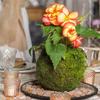 Decorațiuni pentru casă – Ghivece de flori decorative