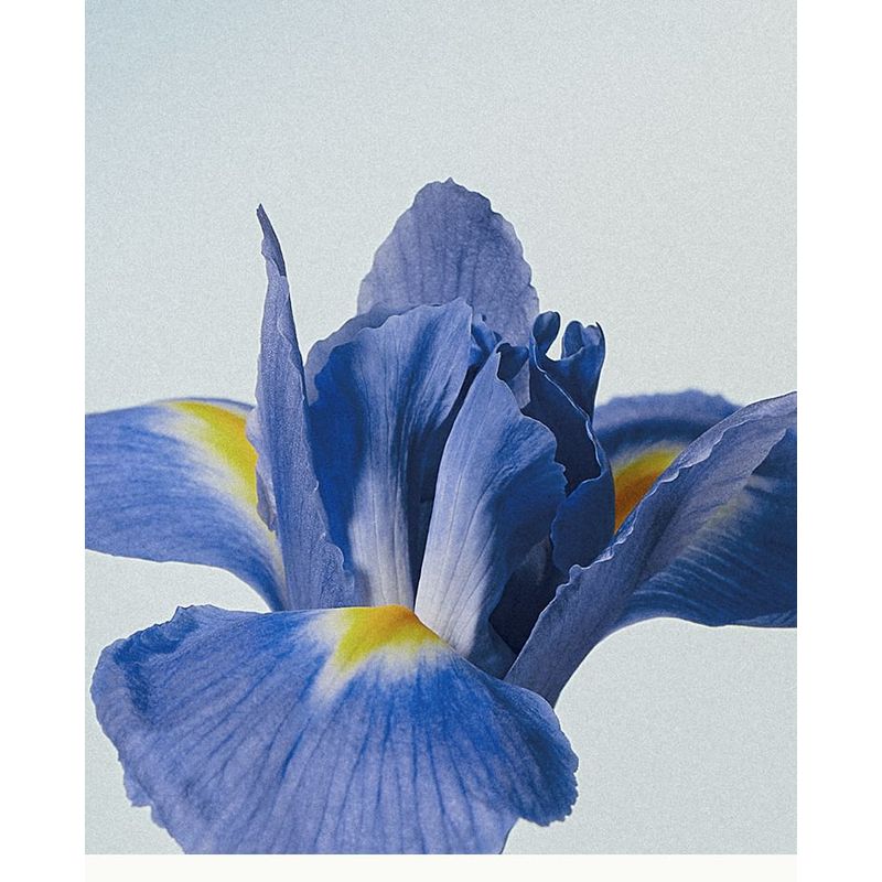 anillO - Shower Time Scented Hand & Body Wash