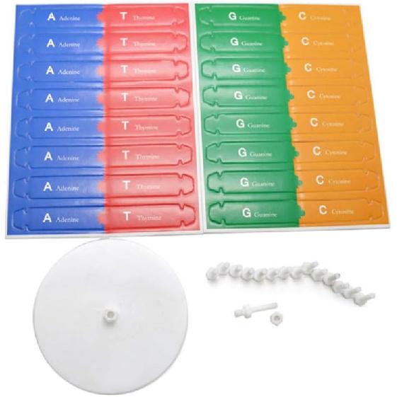 DNA Kit Self Double Helix Model kit Assembling DNA Display Stand Double Helix Model Human Genes Learning Toy Biological Teaching DNA Helix Model Aid