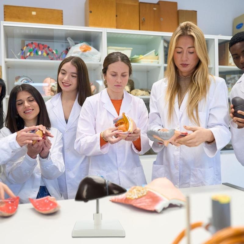 Menschliches Leberstruktur-Anatomie-Modell Lebensgroßes Anatomisches Menschliches Lebermodell für Lehre, Forschung, Klinische Umgebungen