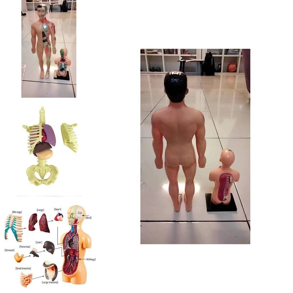 Modelo de Brinquedo Educativo Infantil Para Aprender Anatomia Humana