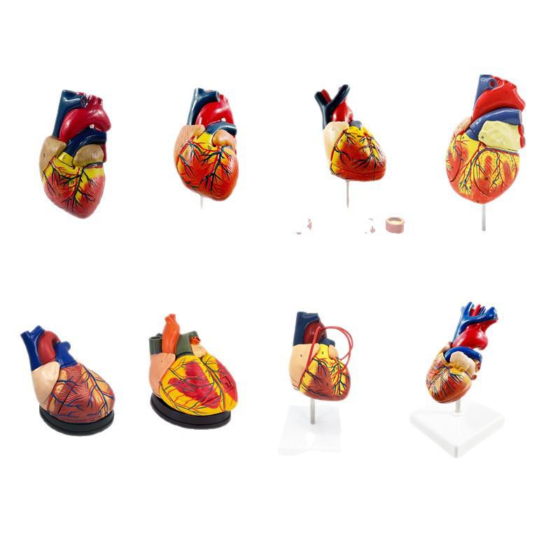 Removable Human Heart Anatomy Model with B-mode Color Doppler