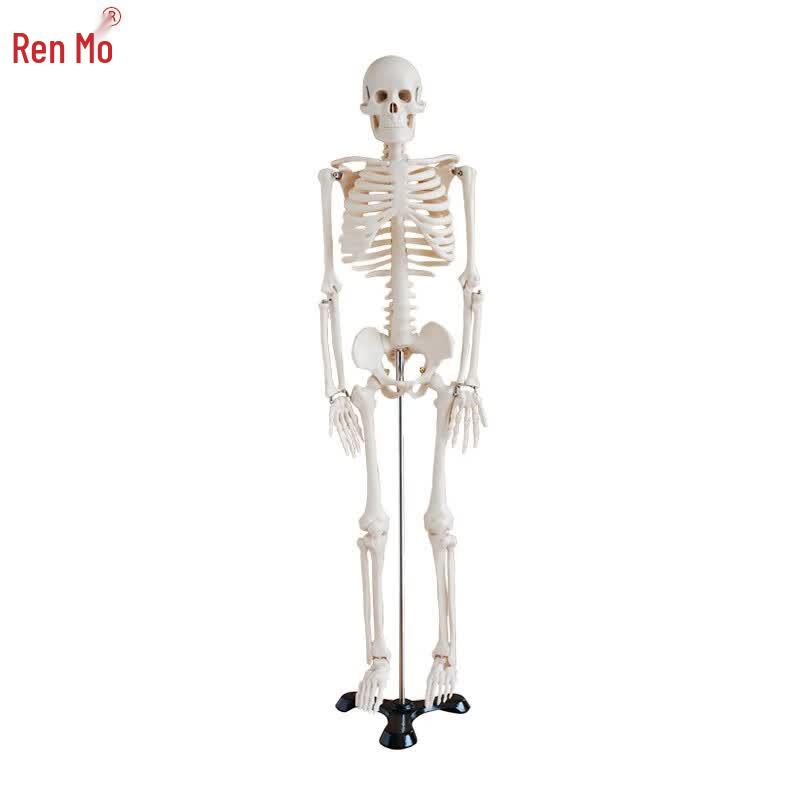 Human Skeleton Anatomical Model 85CM белый