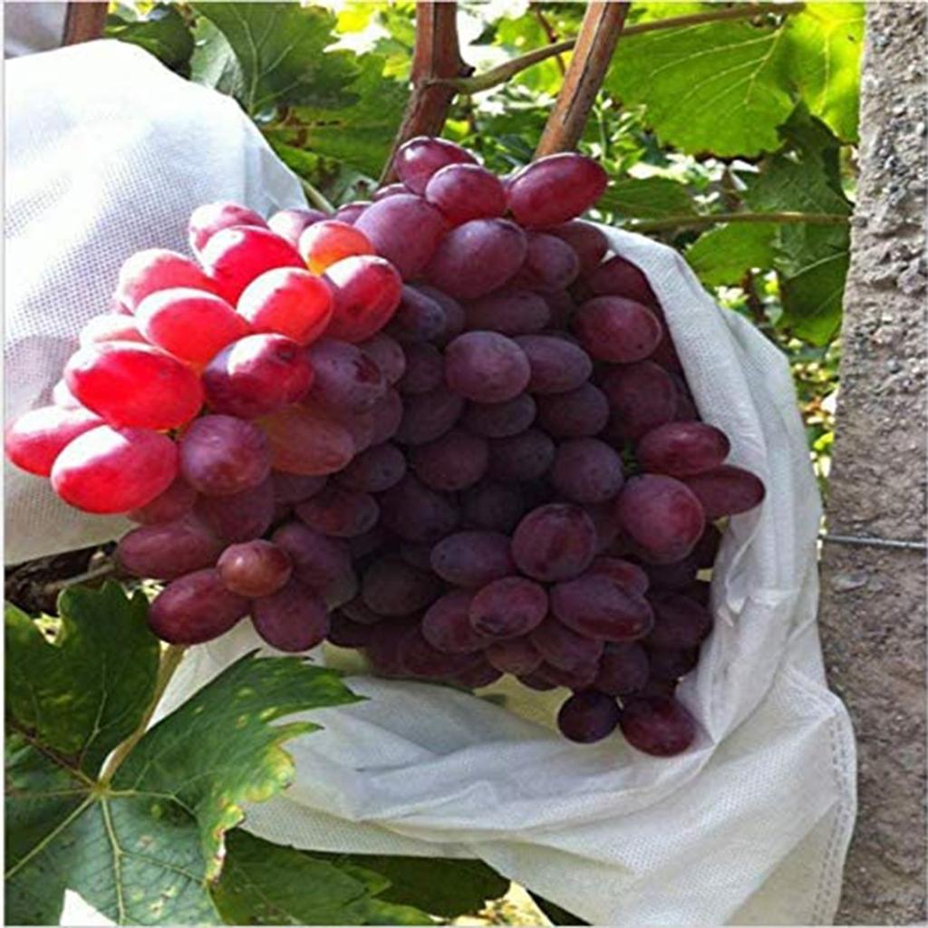 Ochranné sáčky na balení 100 ks ovoce a zeleniny, hrozny