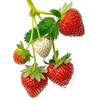 Strawberry Pattern Waterproof Kitchen & Dining Room Sticker - Self-Adhesive for Refrigerator, Glass Door, or Window