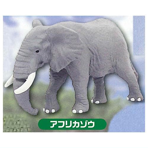 

Я обожаю капсульную игрушку Ania из серии Animal World African Gacha Gacha! [2. Слон] (Отдельный предмет)
