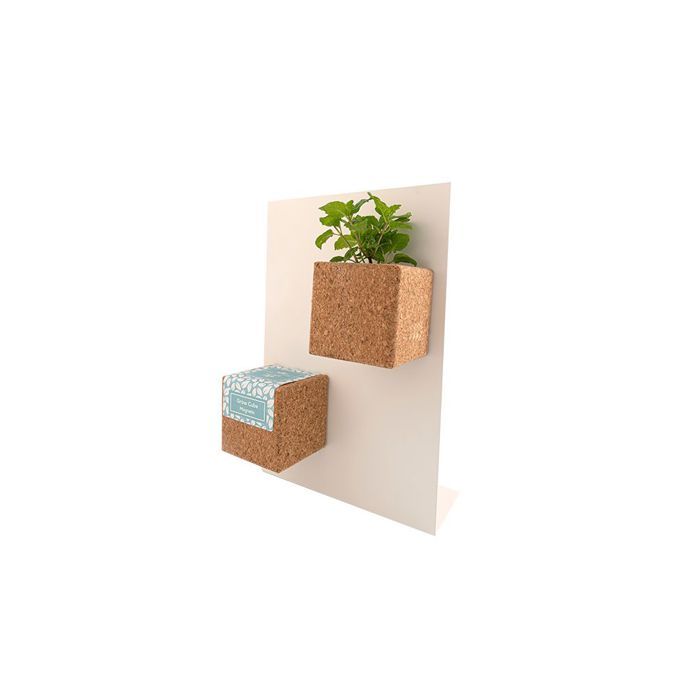 Grow Cube aimanté Coriandre