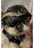 Pet Motorcycle Safety Helmet with Goggles for Cats & Dogs - Outdoor Riding Gear