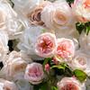 Uflower Artificial Flower Wall Roll-Up White Champagne Rose Hanging Fabric Floral Backdrop for Wedding Event Party Decorations