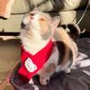 New Year Festive Sphynx Cat Scarf for Cats Gotas Winter Warm Pet Neck Accessories Garfield Siamese Dog Scarves Mascotas Products