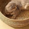 Woven Cat Bed Handmade Vine Woven Cat Nest Seasonal Warmth Pad Cat Bed Cotton Rope Round Bed for Cat Sleep with Pillow
