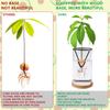 3 Stuks Avocado Kiemer Avocado Boom Kweeksets Conische Metalen Standaards Driehoekige Beugel Bamboe Basis Ontkiemende Plant(Zwart)