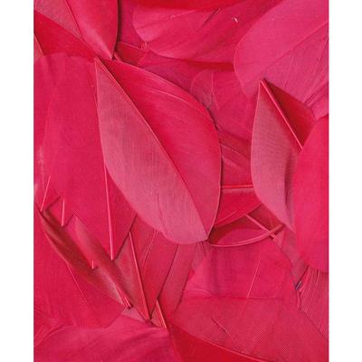 PLUMES FUCHSIA - 6 CM