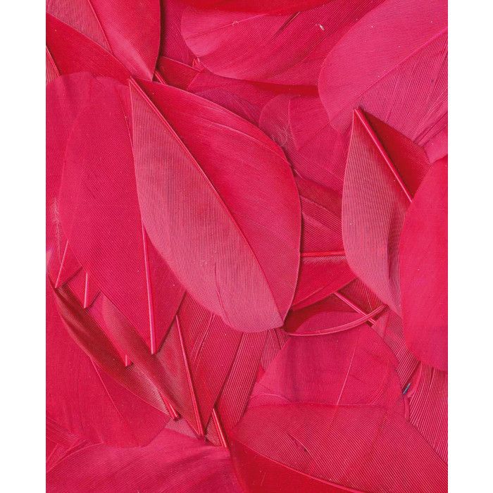 Plumes Lissées Fuchsia 3 g Lg 6 cm env.