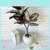 Ochrosia Maculata Jacq Tree Artificial Indoor Decor With Photography Props For Home And Events