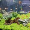 Decorative Aquarium Artificial Plants Simulation Underwater Grass Sunken Wood  Landscaping
