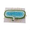 Anatomy Model, Prokaryotic Bacteria Cell, Cytoplasm Nucleoid Shows Cell Wall, Enlarged Model for