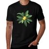 Loquat Medlar Tree In Autumn I Tshirt Regular Fit Plain Tee Shirt