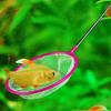 Goldfish Tank Mini Net - Ultra-Dense Children's Aquarium Dip Net.