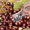 2in1 Stainless Chestnut Opener Quick Nutcracker Sheller Sheath Opening Machine Cutter Nuts Opener Kitchen Household Supplies