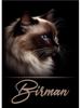 Cats Breeds Balinese Chausie Cheetoh Cat Portrait Poster Canvas Painting Abstract Animal Pet Wall Picture Living Room Home Decor