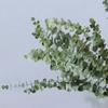 20pcs Eucalyptus Stems Dried Flowers Photography Props For Wedding Centerpiece Farmhouse Home