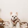 Monchéri "Bear Jacquard Cafe Mat" Dog PillowBlanket for Small and Medium Dogs (FREEIvory) Cute, Stylish, Popular Brand for Toy Poodles and Chihuahuas