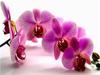 5D DIY Diamond Painting Orchid Rhinestone Pictures Full Round Diamond Embroidery Flower Crafts Kit Home Decor
