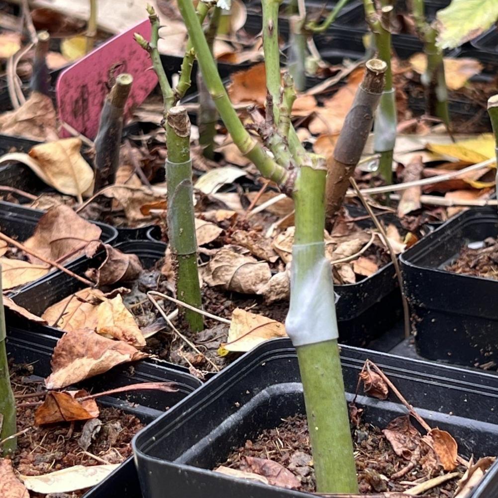 Plant Graft Protector Silicone Grafting Sleeves for Fruit Trees Elastic Thin-walled Grafting Tubes Rapid Plant for Gardening