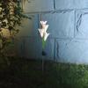 Solar Color-Changing LED Lily Flower Lantern - Outdoor Rainproof Decorative Lawn Light