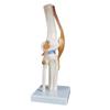 Medical teaching tools Skeleton PVC model Student teaching equipment Knee joint model Skin Model Vertebral model