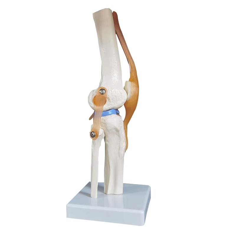 Medical teaching tools Skeleton PVC model Student teaching equipment Knee joint model Skin Model Vertebral model