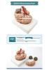 Qinghua 4D Anatomisches Modell des menschlichen Gehirns und zerebrovaskuläres Modell für die medizinische Ausbildung