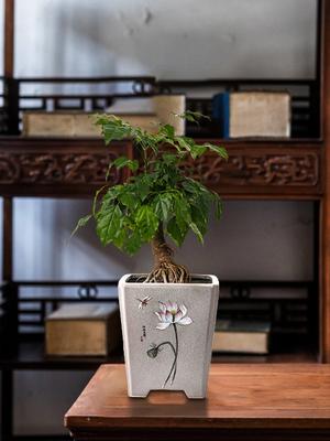 Woondecoratie – Bloempotten