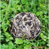 100g Caicheng White Moonlight Puer Raw Tea Fragrant Premium Loose Leaf