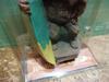 [USED] Bobbling Hawaiian Tiki Bobbling Surfer Tiki