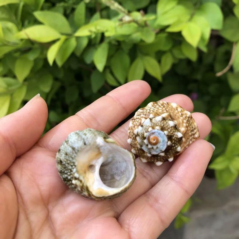 Eremitkräfta Ersättning & Snäcka Naturliga Snäckskal för Akvariumdekor