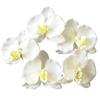 Select Phalaenopsis Flower Hair Ornament Set for Kimono and Perfect for and Graduations J's 5-Piece Hakama, Weddings, Coming-of-Age Ceremonies,