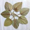 Dried Palm Leaves Real Boho Fans Tropical for Wedding Kitchen