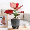 Self Watering Plant Pot Plastic Flower Pot with Water Reservoir Wick Ropes Modern Indoor Planter for Home Office